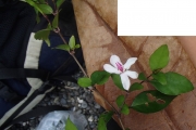 <strong>Pseuderanthemum - Ramon, Laurence - 173</strong><br />© Ramon, Laurence
